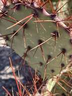 Image of pricklypear