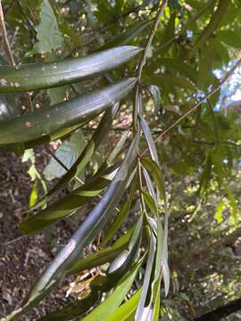 Podocarpus grayae de Laub. resmi