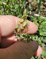 Imagem de Astragalus reflexus Torr. & A. Gray