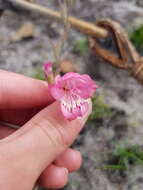 Image of Gladiolus brevifolius Jacq.