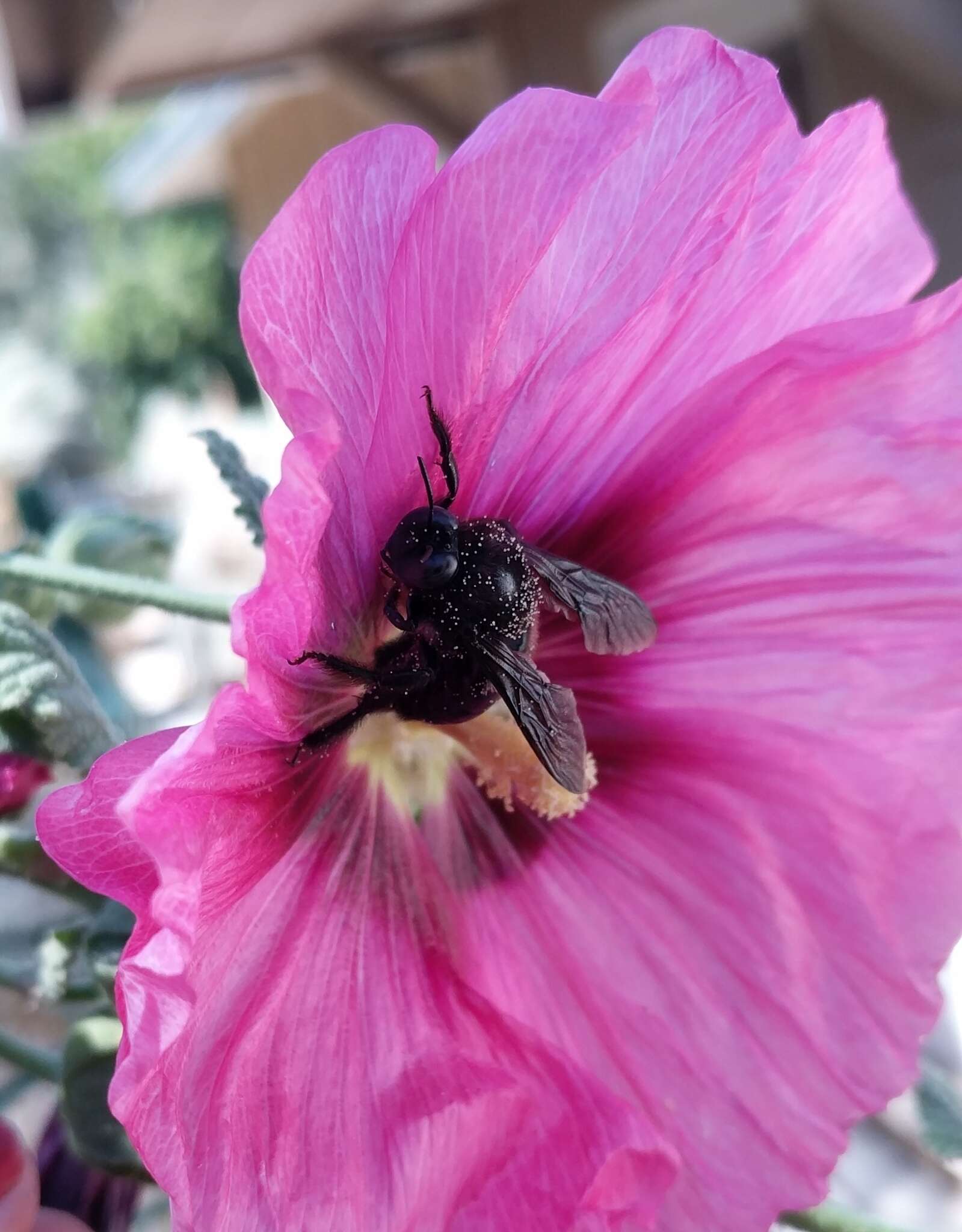 Xylocopa californica Cresson 1864 resmi