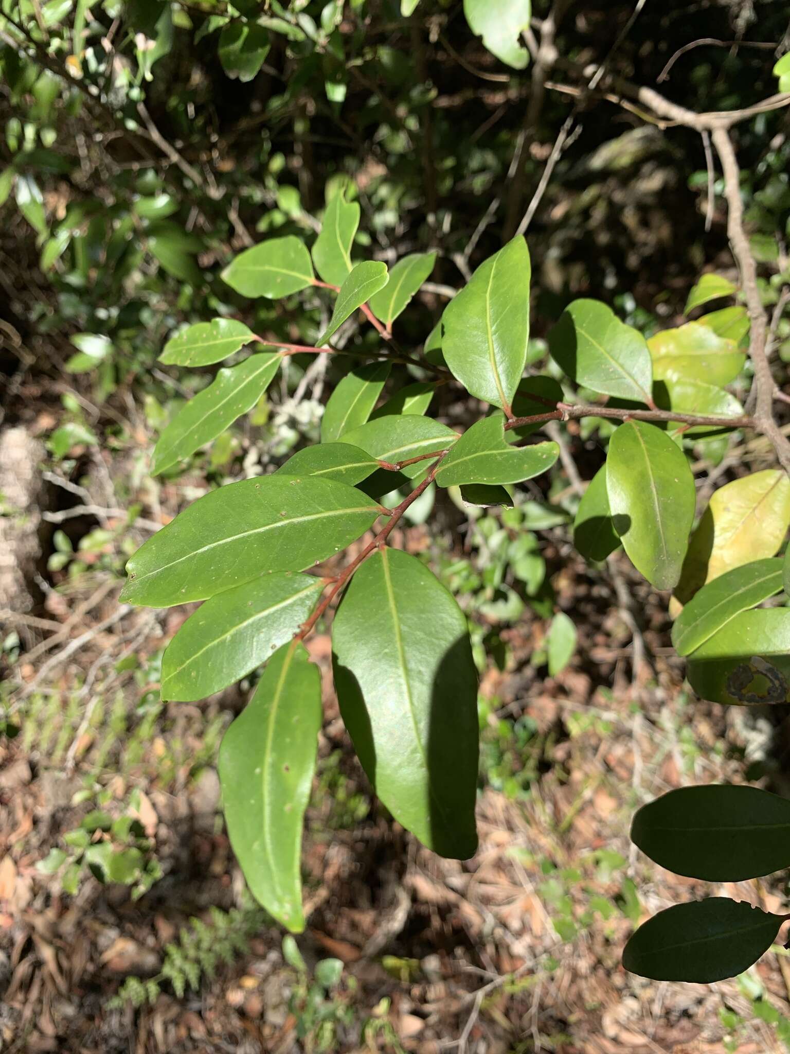 Image of Pterocelastrus echinatus N. E. Brown