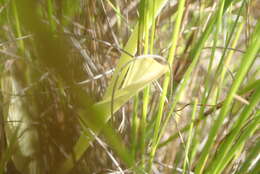 Image of Pterygodium cleistogamum (Bolus) Schltr.