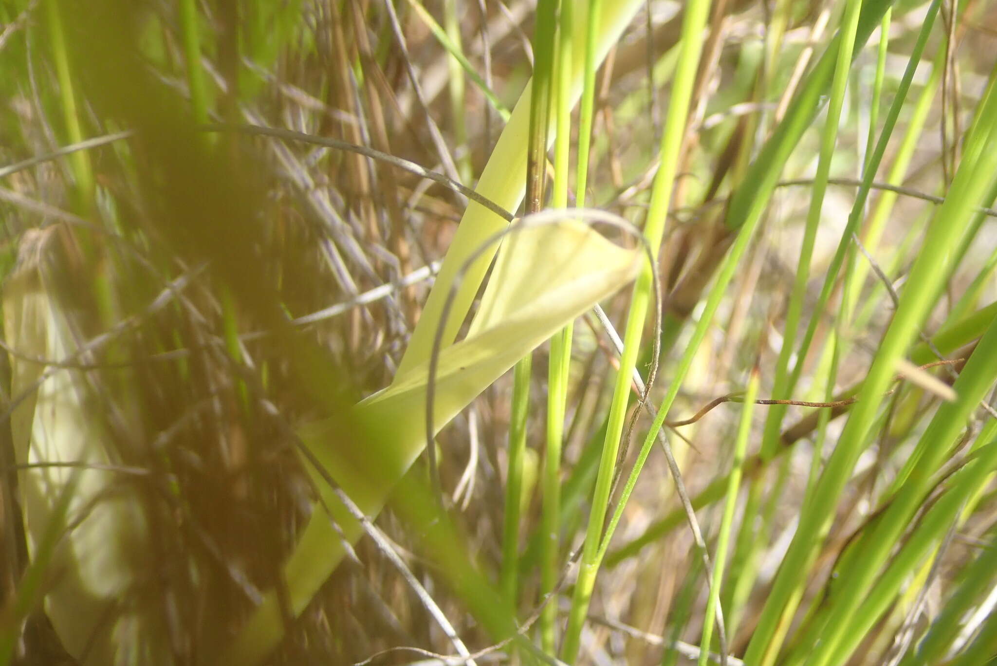 Image of Pterygodium cleistogamum (Bolus) Schltr.