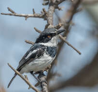 Image of Pygmy Batis