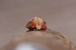 صورة <i>Paropsis charybdis</i>