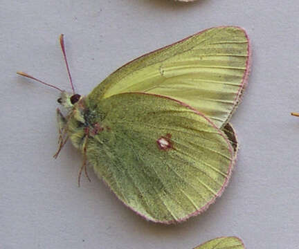 Image of Giant Sulphur