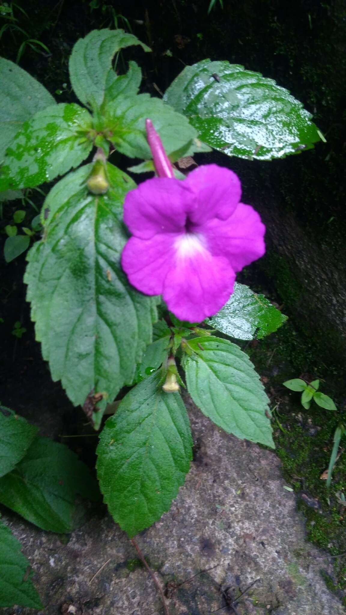 Image of Achimenes patens Benth.