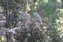 Plancia ëd Acrisione denticulata (Hook. & Arn.) B. Nord.