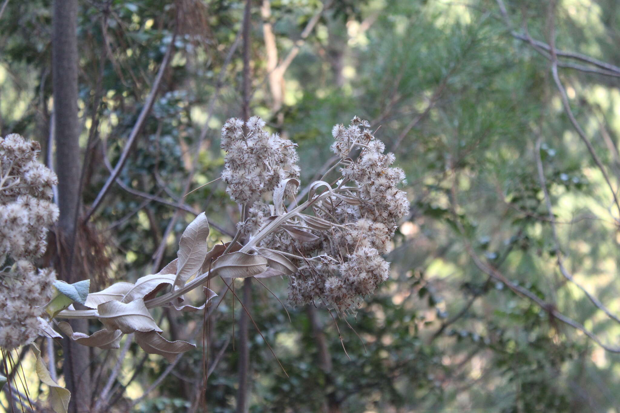 Image de Acrisione denticulata (Hook. & Arn.) B. Nord.