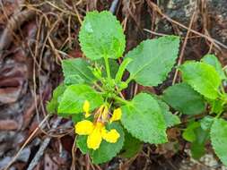 Image of Goodenia grandiflora Sims