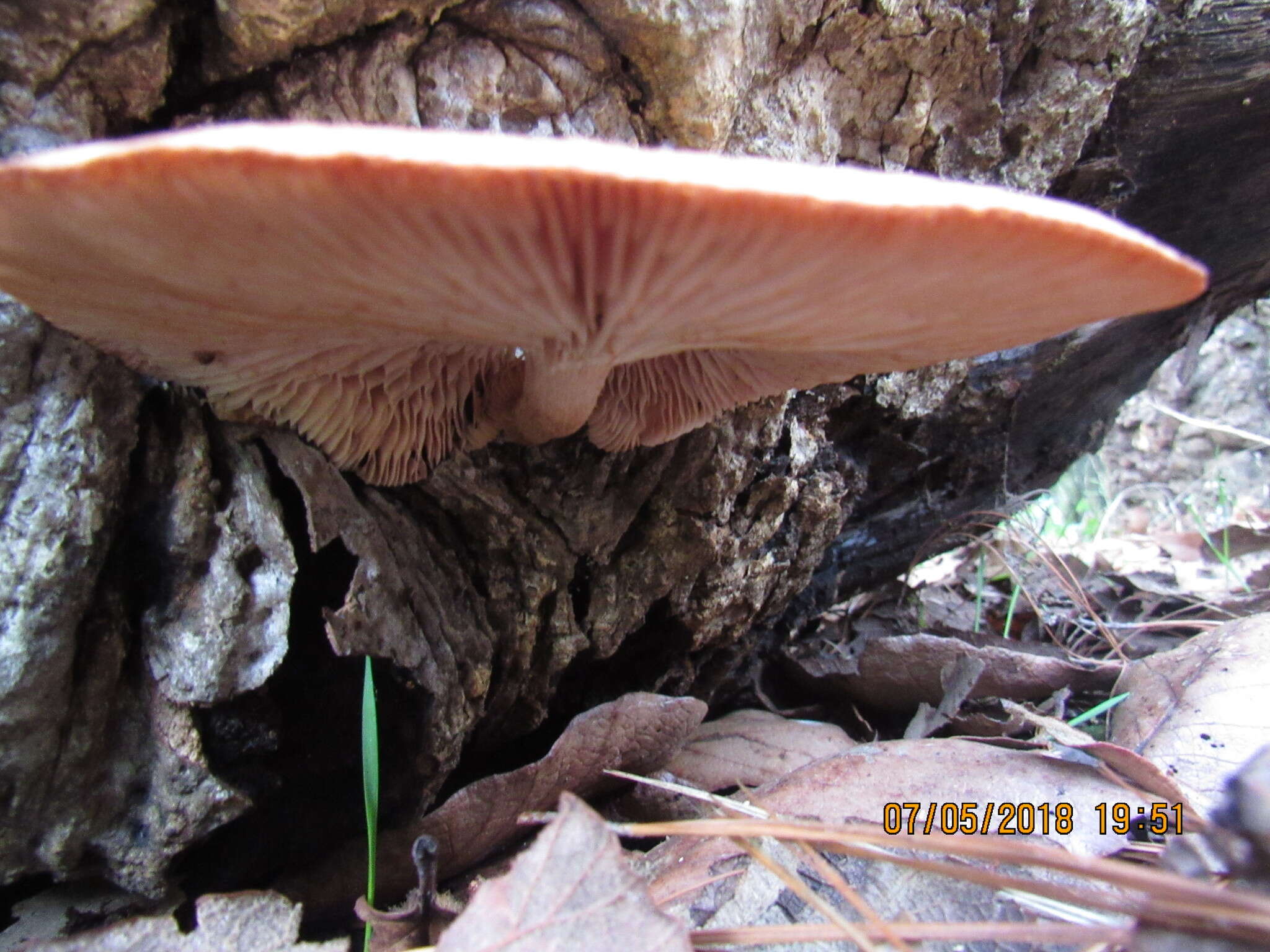 Plancia ëd Lentinula boryana (Berk. & Mont.) Pegler 1976