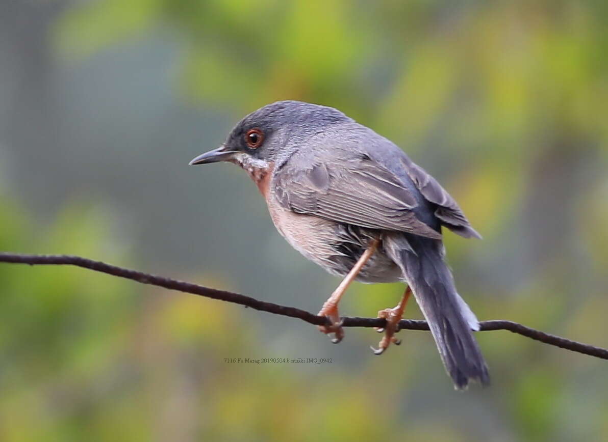 Sivun Curruca cantillans albistriata Brehm & CL 1855 kuva