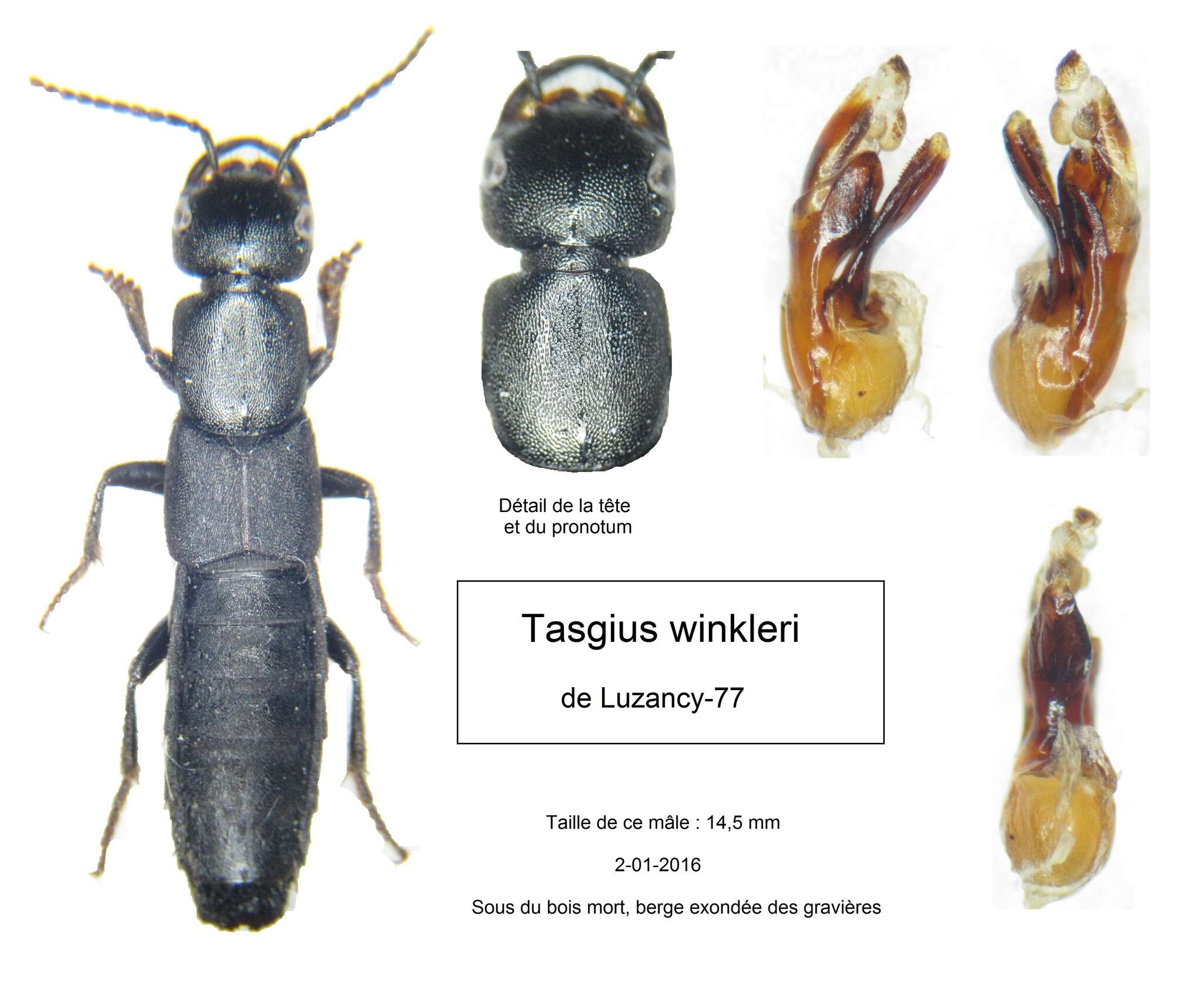 Image of Tasgius (Rayacheila) winkleri (Bernhauer 1906)