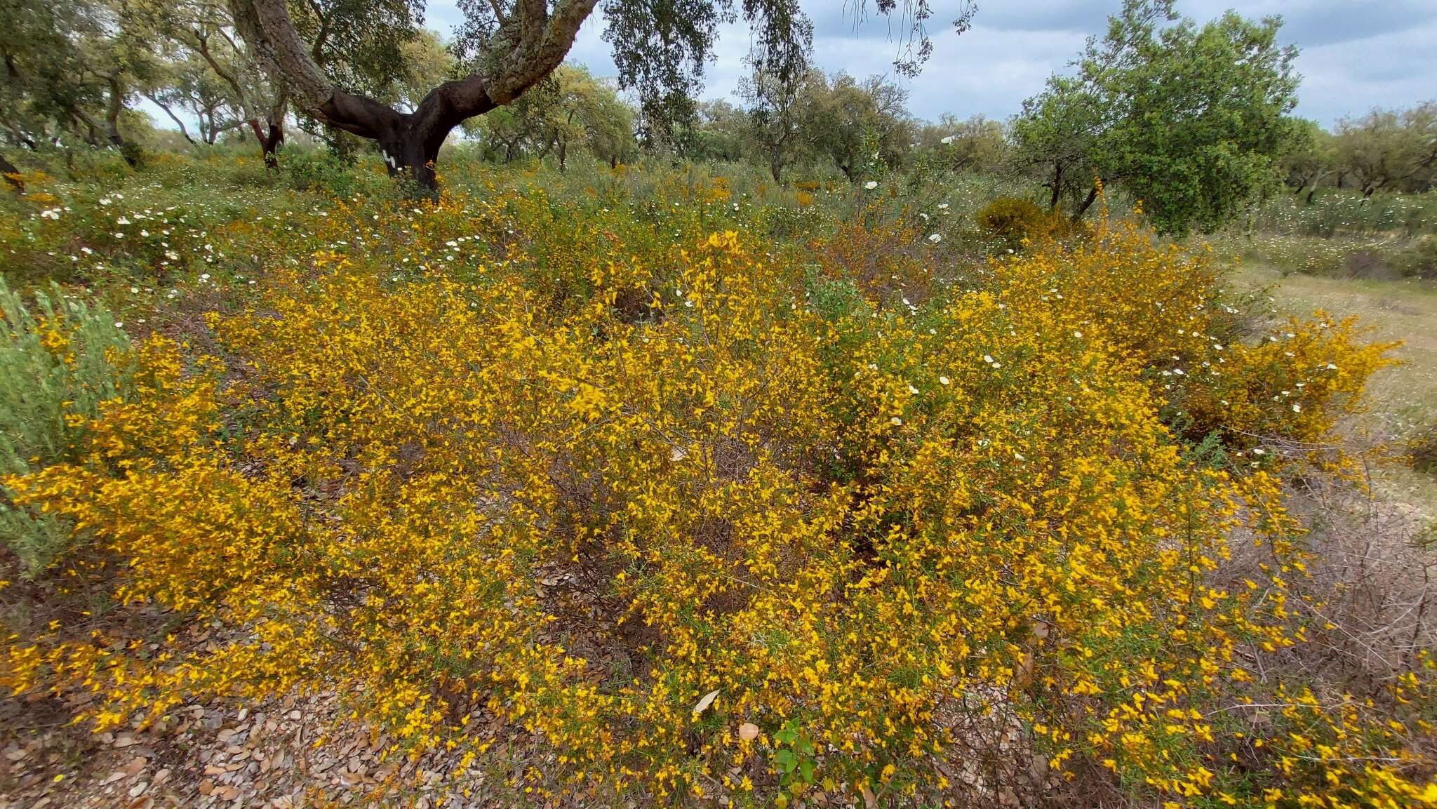 Image of Genista triacanthos Brot.