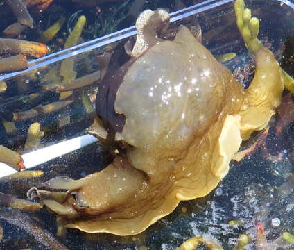 Image of Dwarf sea hare