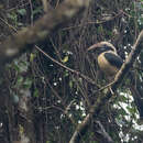 Image of Mindoro Hornbill