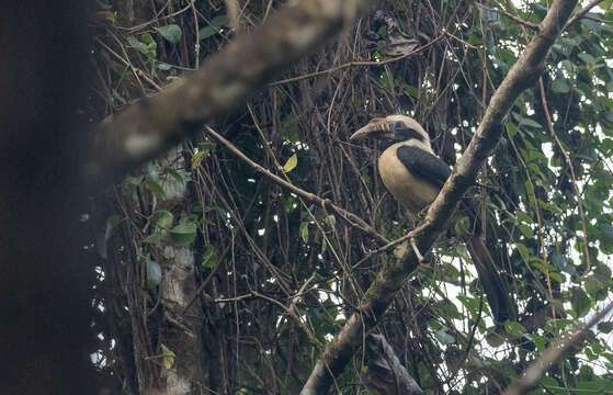 Image of Mindoro Hornbill