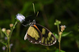 Image of Godyris zavaleta caesiopicta