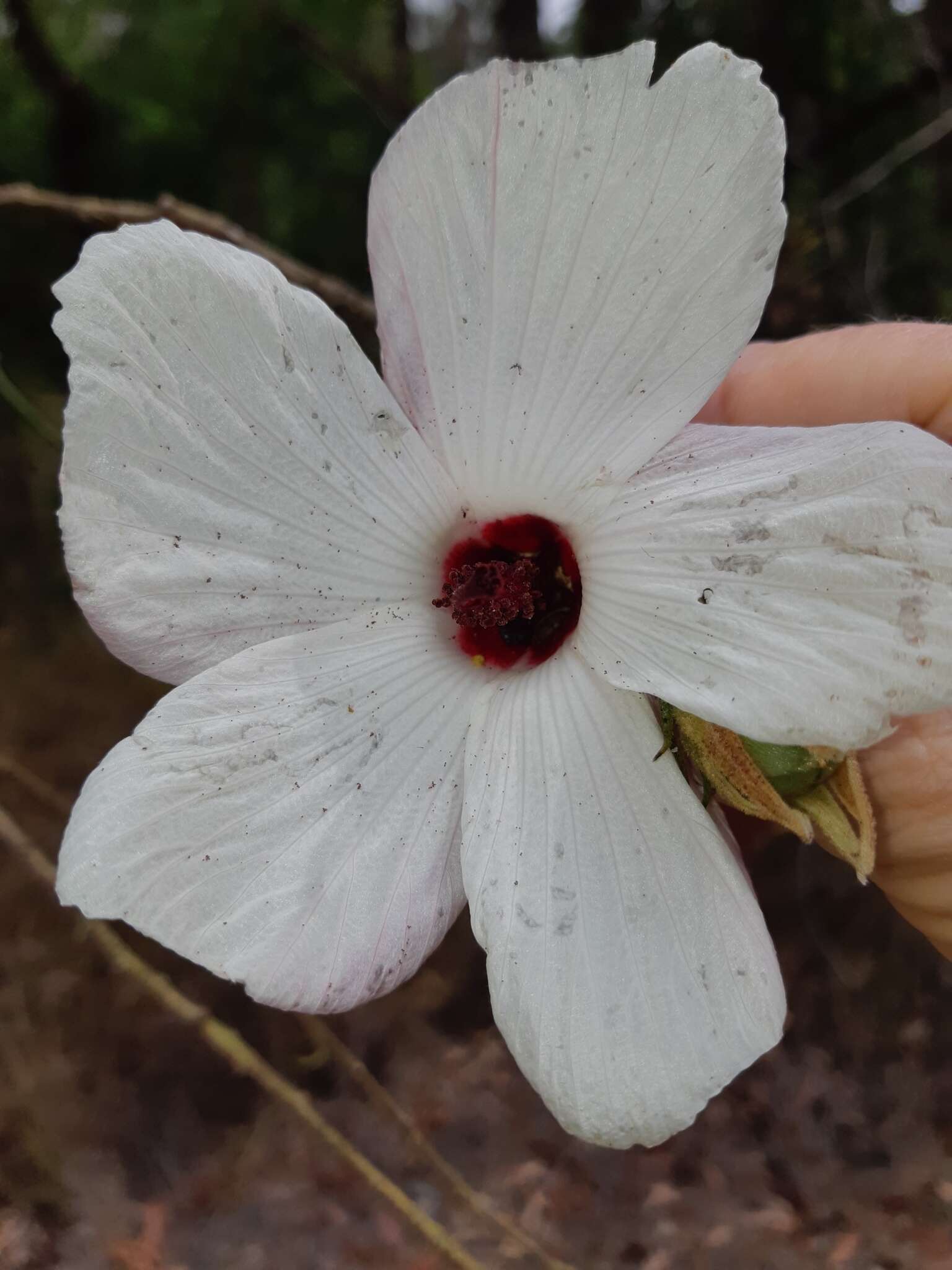 Image of Hibiscus heterophyllus Vent.