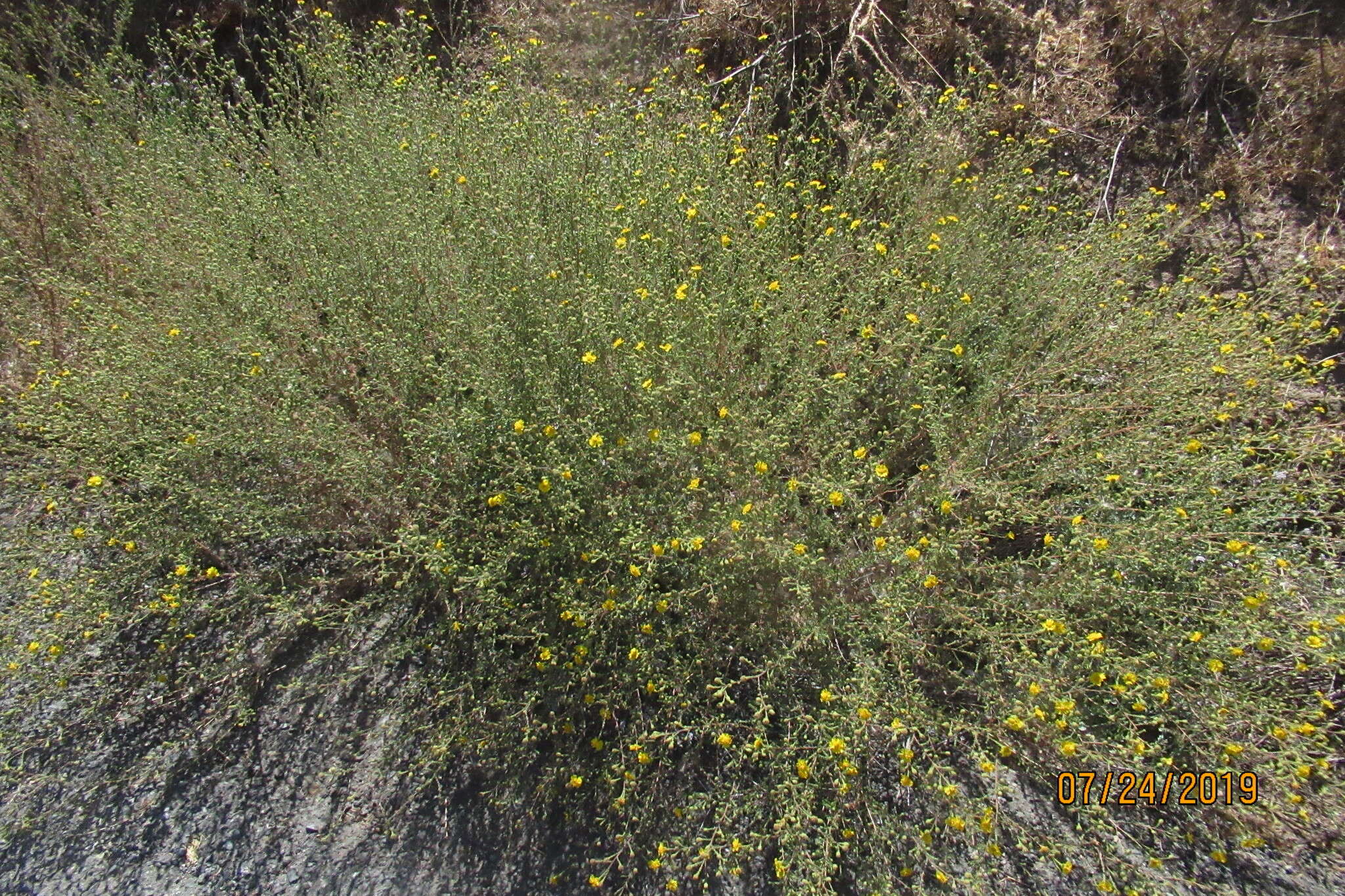 Image of Heermann's tarweed