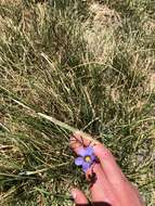 Image of Idaho blue-eyed grass