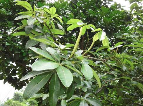 Image of Guiana-chestnut