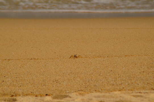 Image of Gulf ghost crab