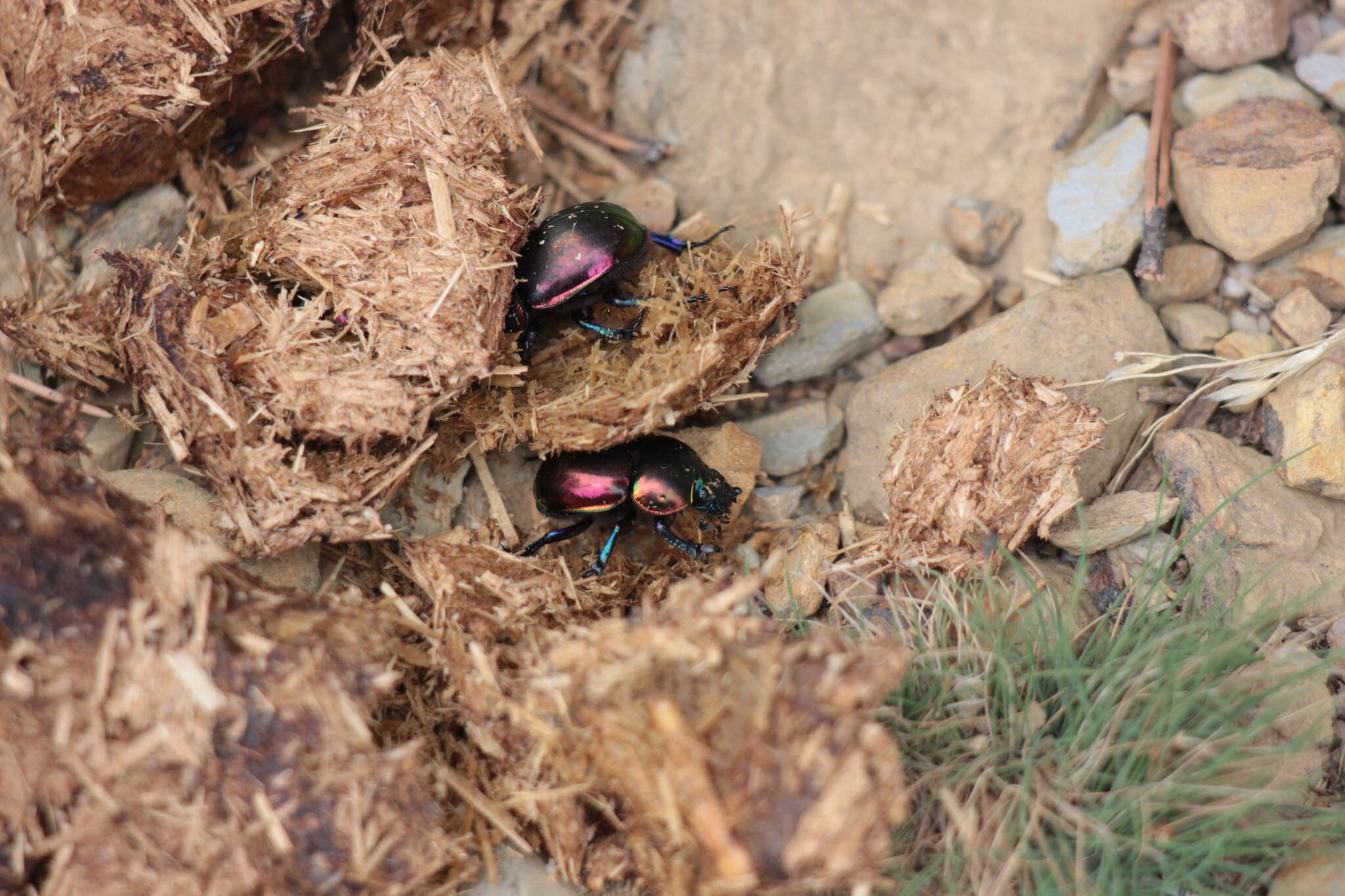 Image de Trypocopris pyrenaeus (Charpentier 1825)