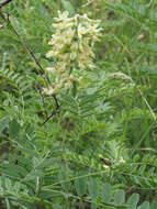 Sophora alopecuroides L. resmi