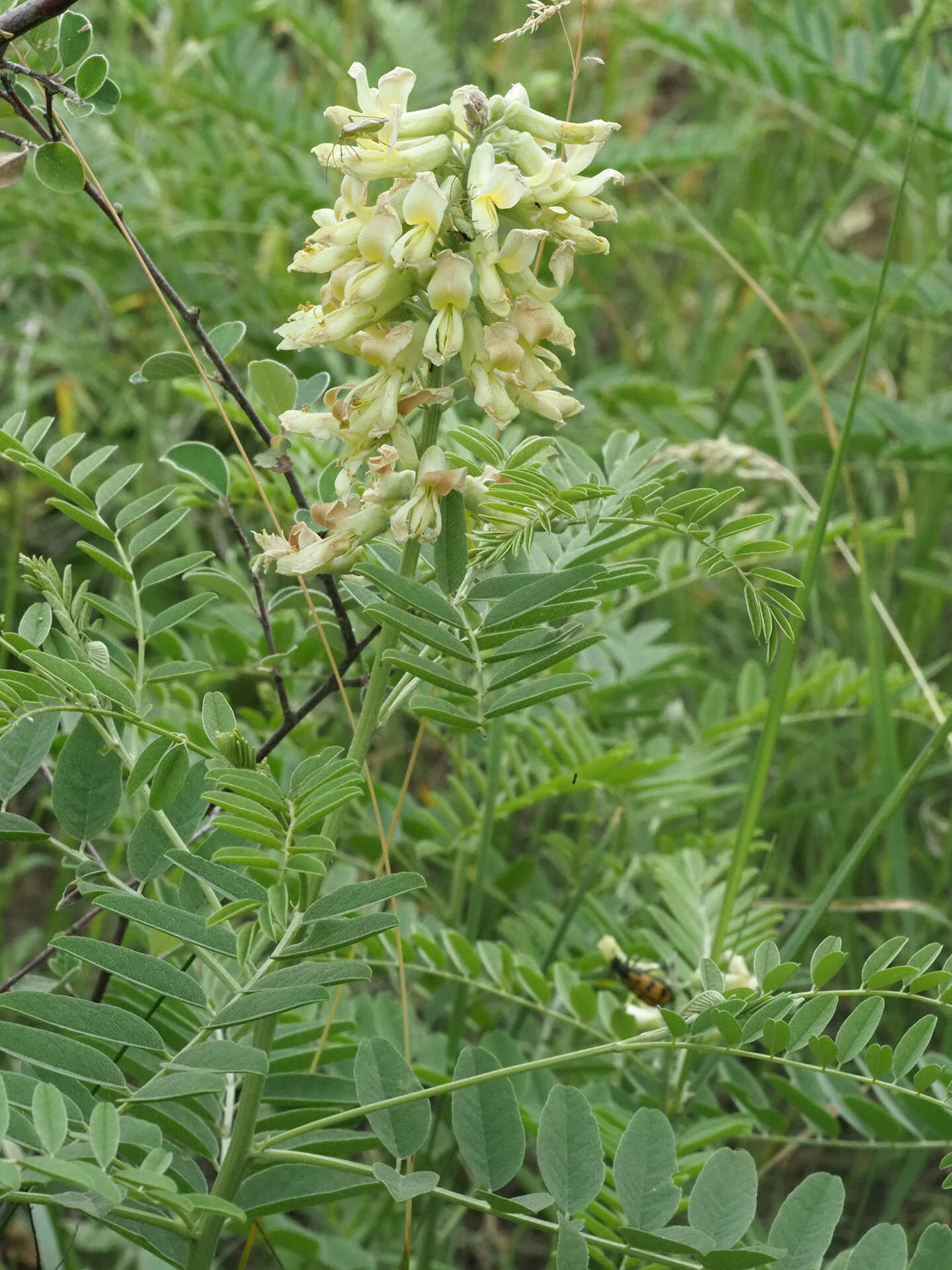 Sophora alopecuroides L. resmi