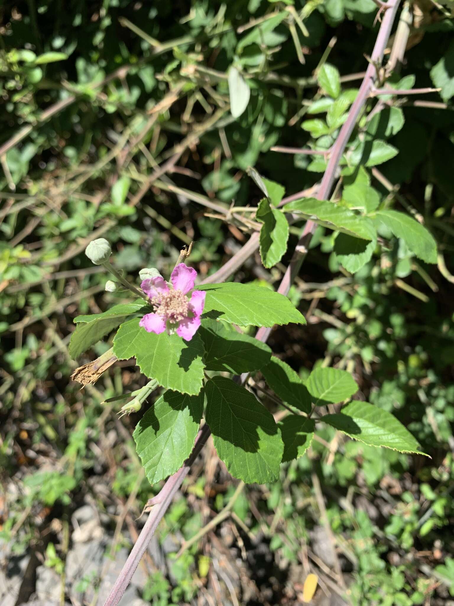 Imagem de Rubus ulmifolius var. anoplothyrsus