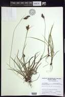 Image of scrabrous black sedge