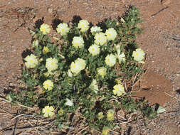 Image of Desert primrose