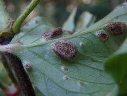 Image of Puccinia circaeae Pers. 1794