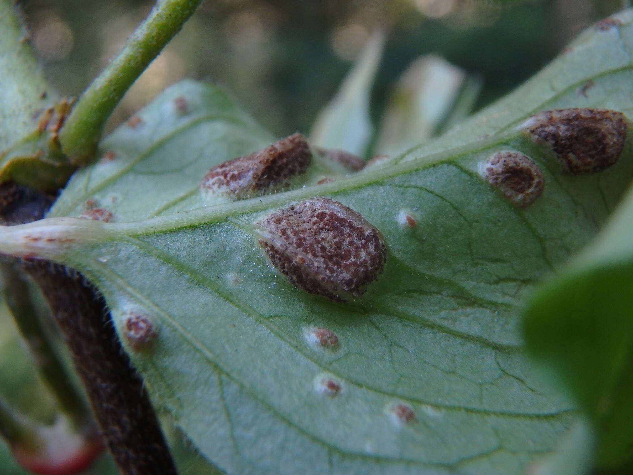 Imagem de Puccinia circaeae Pers. 1794