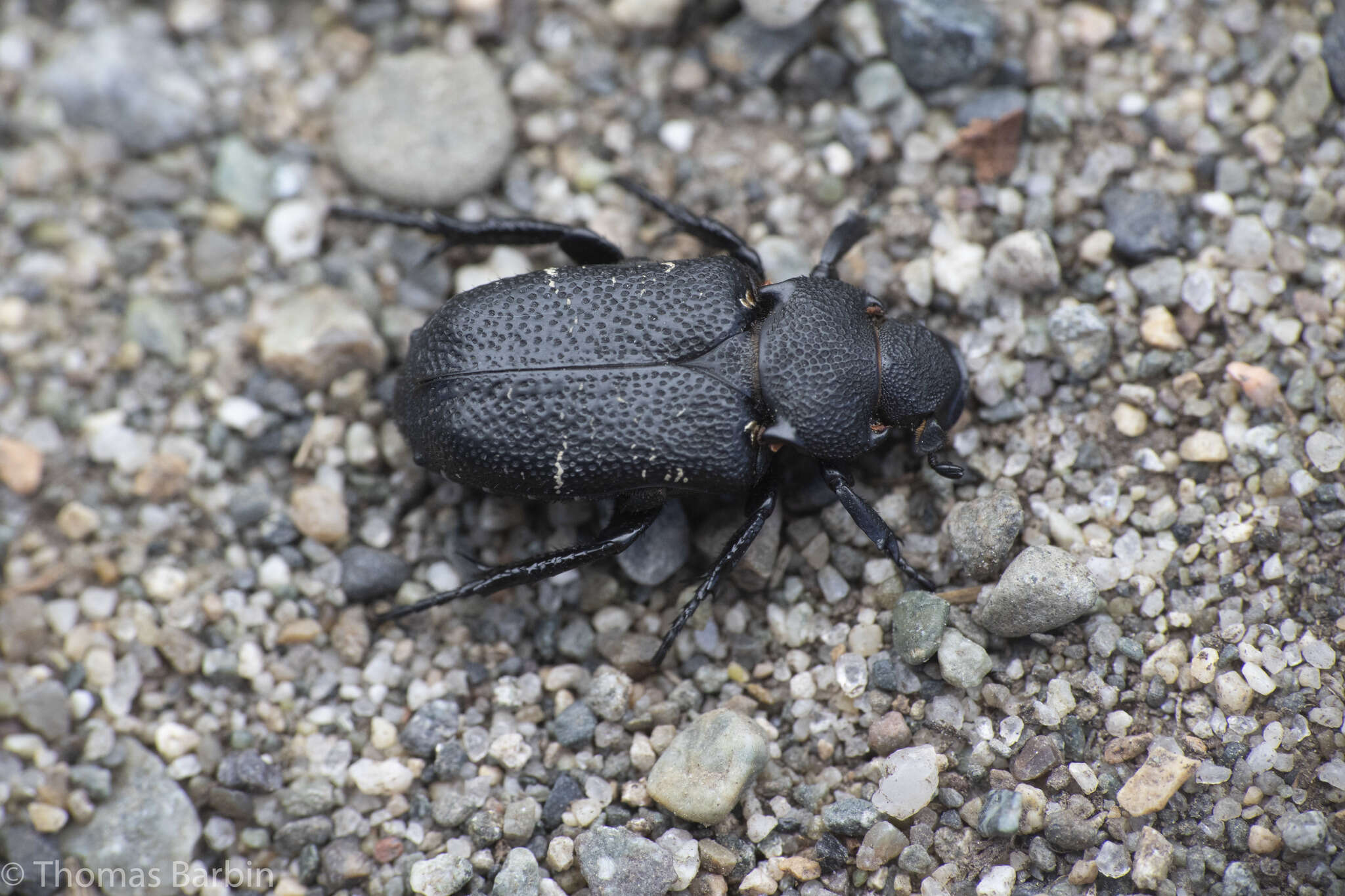 Image de Cremastocheilus (Macropodina) crinitus Le Conte 1874