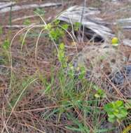 Image of Baldwin's Clematis