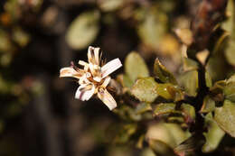 <i>Lophopappus berberidifolius</i> Cuatrec. resmi