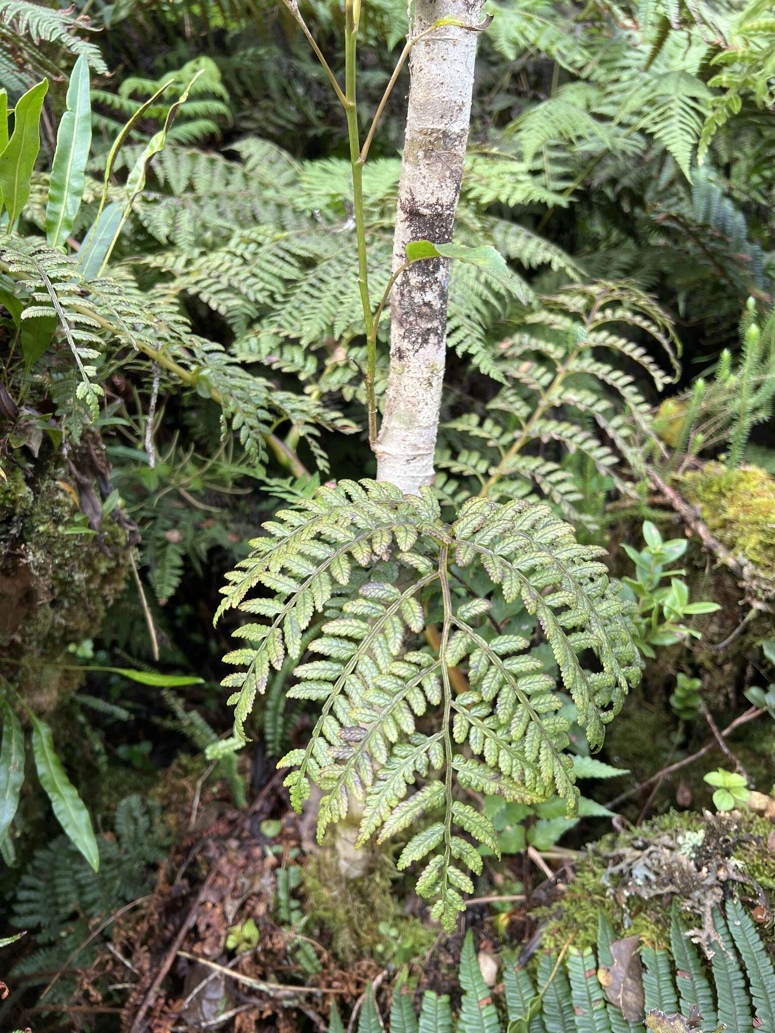 Слика од Marattia douglasii (Presl) Bak.