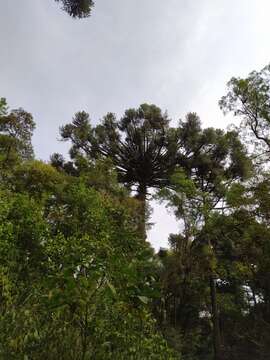 Image of Candelabra Tree