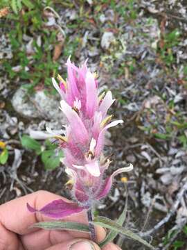 Слика од Castilleja elegans Malte