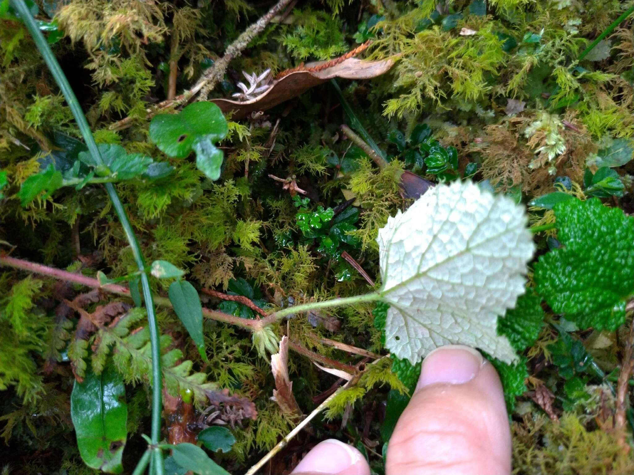 Image de Rubus buergeri Miq.