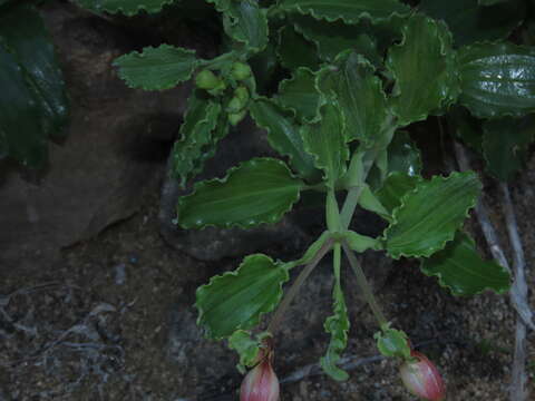 Image of Alstroemeria paupercula Phil.