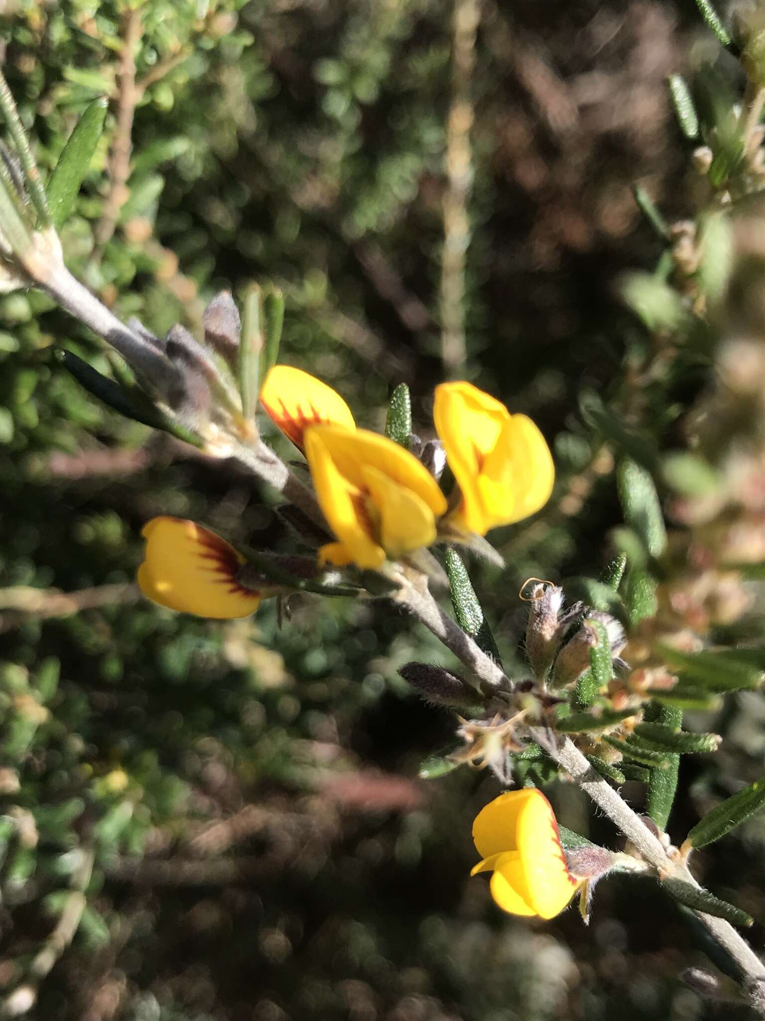 Image of Aotus ericoides (Vent.) G. Don