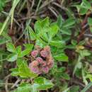 Image of fragrant sumac