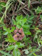 Rhus aromatica var. arenaria (Greene) Fern. resmi
