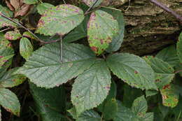 Image of Rubus dasyphyllus (Rogers) Rogers