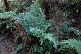 Image of Fishbone water-fern