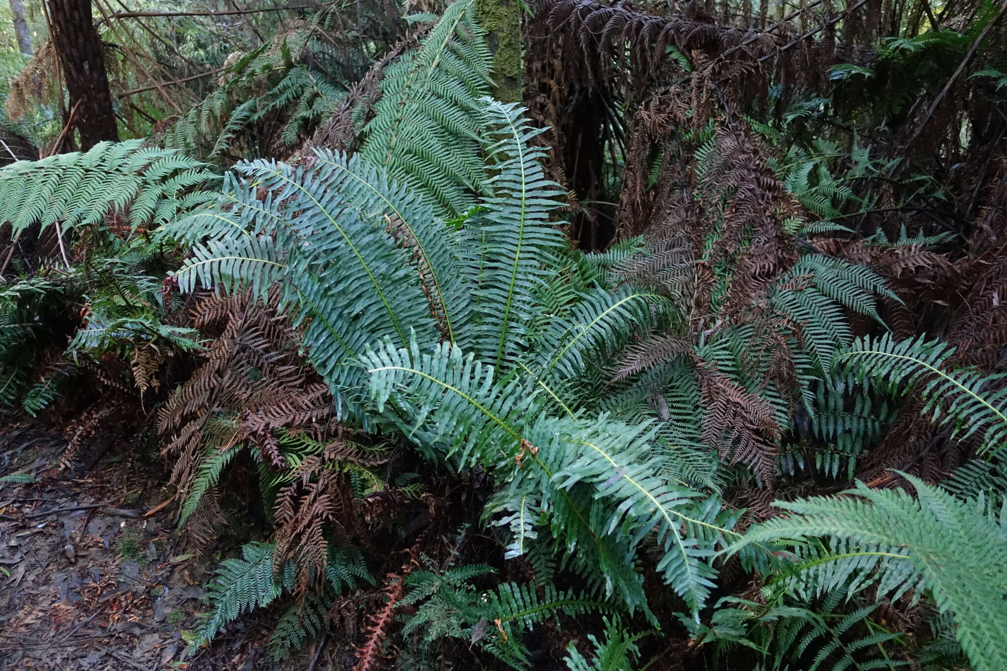 Image of Fishbone water-fern